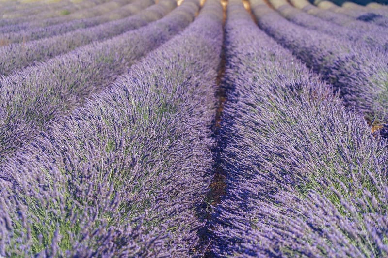 Lavender Field