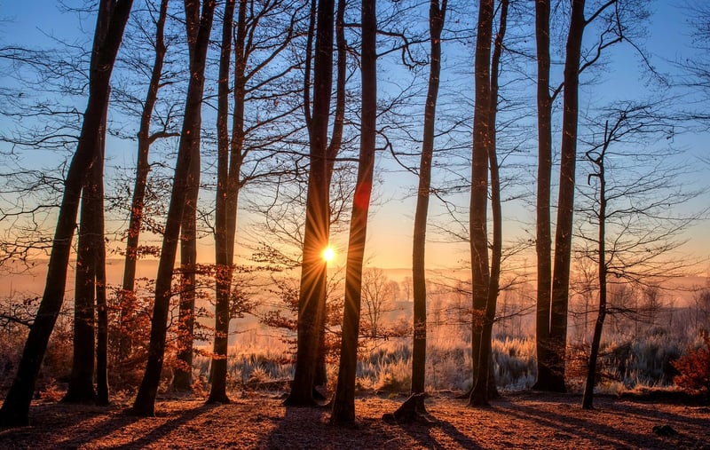 Forest Image