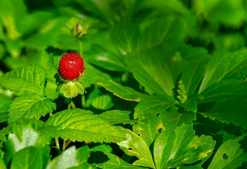 Forest Foraging Adventure